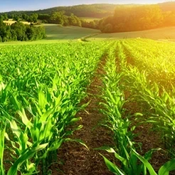 راهنمای کامل انتخاب بهترین کود برای درختان میوه در فصل‌های مختلف