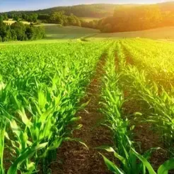 راهنمای کامل انتخاب بهترین کود برای درختان میوه در فصل‌های مختلف