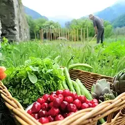چگونه کمبود عناصر غذایی گیاهان را تشخیص دهیم؟