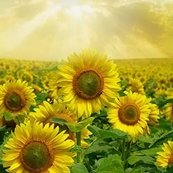بهترین زمان سم‌پاشی و کوددهی درختان میوه